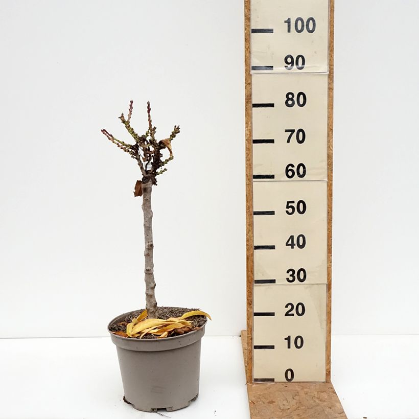 Amostra de Nectarineira anã Nectarella Georges Delbard - Prunus persica Vaso de 7,5 L/10 L, 1/4 de haste tal como entregue no outono