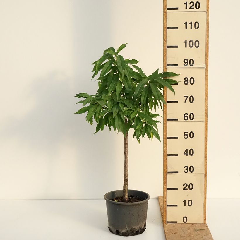 Amostra de Nectarinier nain Nectarella - Georges Delbard Vaso de 7,5 L/10 L, 1/4 de haste tal como entregue no verão