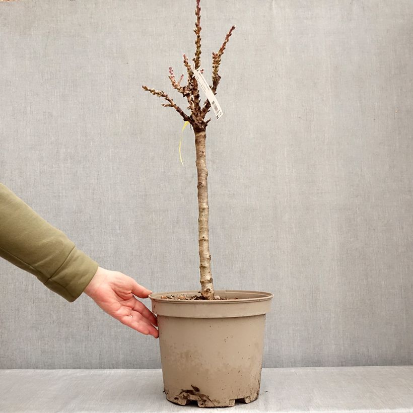 Amostra de Nectarineira anã Nectarella Georges Delbard - Prunus persica Vaso de 7,5 L/10 L, 1/4 de haste tal como entregue no inverno