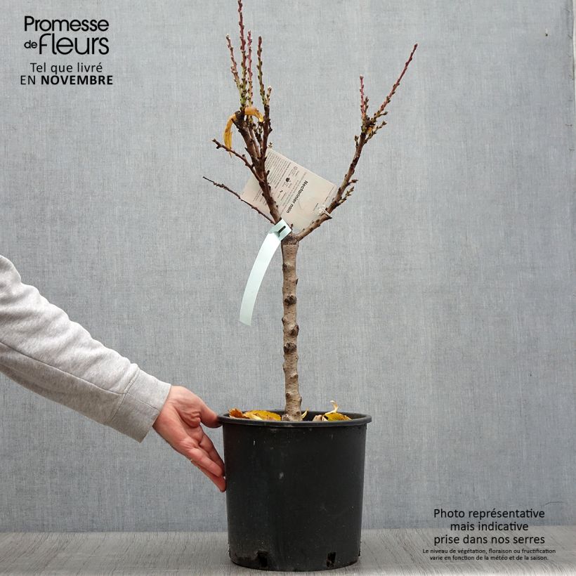Amostra de Nectarineira anã Necta Zee - Prunus persica Vaso de 7,5 L/10 L, 1/4 de haste tal como entregue no outono