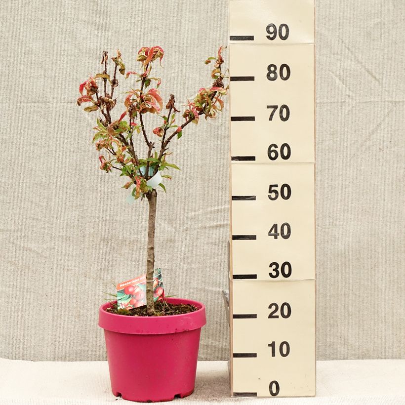 Amostra de Nectarineira anã Necta Zee - Prunus persica Vaso de 7,5 L/10 L, 1/4 de haste tal como entregue na primavera