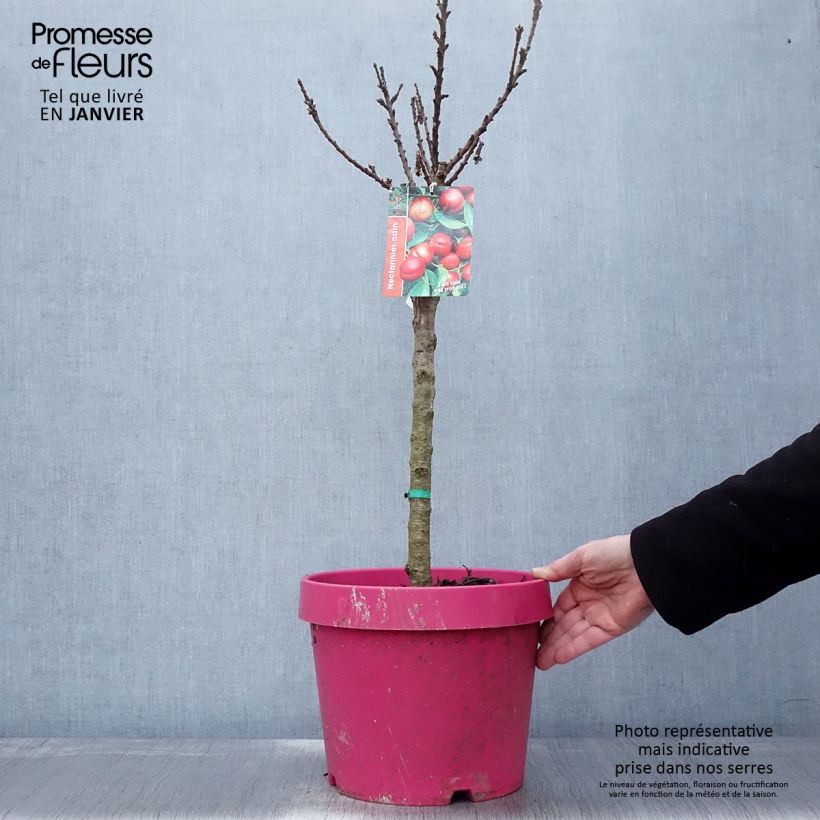 Amostra de Nectarinier nain Snow Baby Vaso de 7,5 L/10 L, Anão tal como entregue no inverno