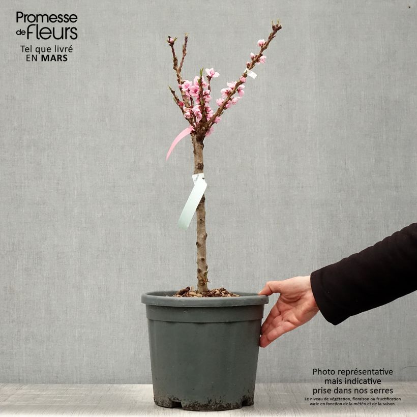 Amostra de Nectarineira anã Snow Baby - Prunus persica Vaso de 7,5 L/10 L, 1/4 de haste tal como entregue na primavera