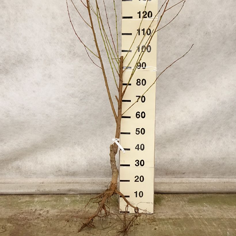 Amostra de Nectarineira Nectared 6 - Prunus persica nucipersica Raízes nuas, Copo tal como entregue no outono