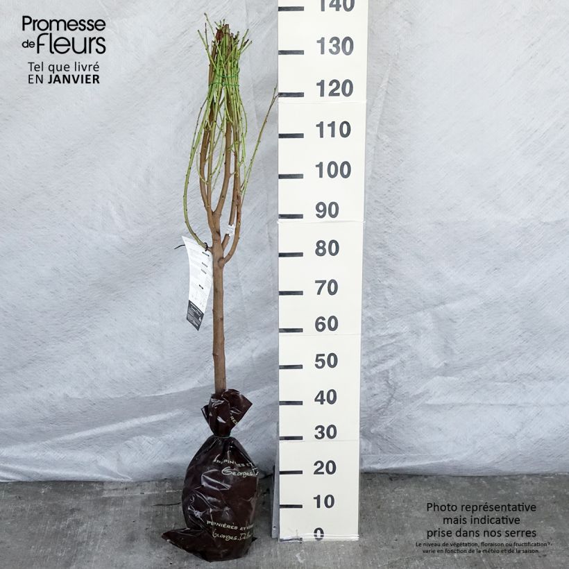 Amostra de Nectarineira Mesembrine (achatada) Georges Delbard - Prunus persica Torrão "Pronto a plantar", Copo tal como entregue no inverno