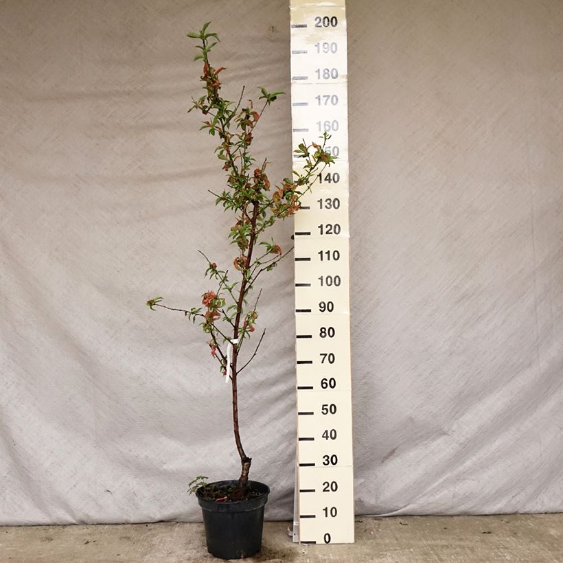 Amostra de Nectarineira Nectarose - Prunus persica nucipersica Vaso de 7,5 L/10 L, Copo tal como entregue na primavera