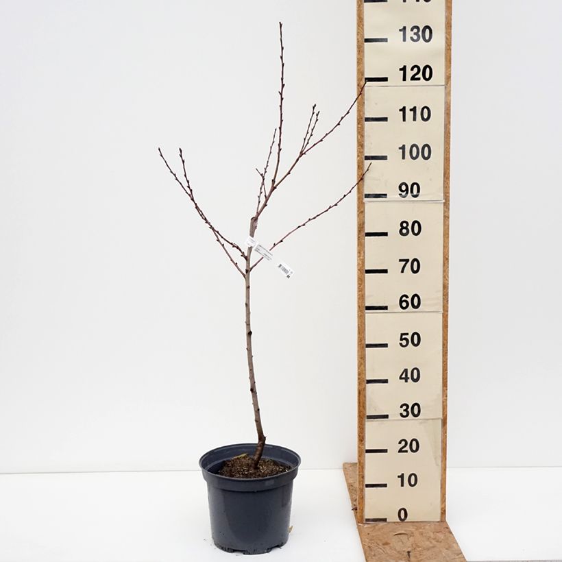 Amostra de Nectarineira Nectarose - Prunus persica nucipersica Vaso de 7,5 L/10 L, Copo tal como entregue no outono