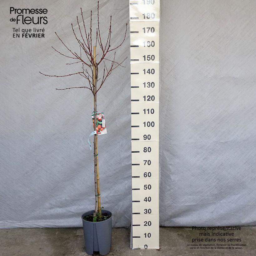 Amostra de Nectarineira Plat - Prunus persica nucipersica Vaso de 7,5 L/10 L, Meia haste tal como entregue no inverno