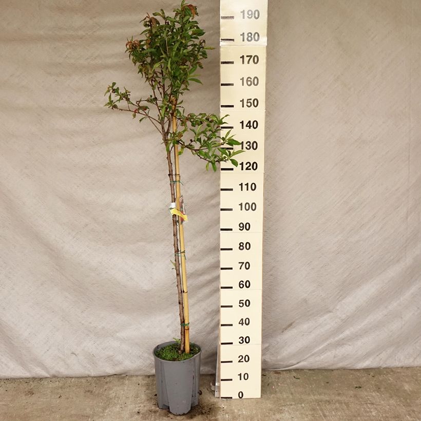 Amostra de Nectarineira Plat - Prunus persica nucipersica Vaso de 7,5 L/10 L, Meia haste tal como entregue na primavera