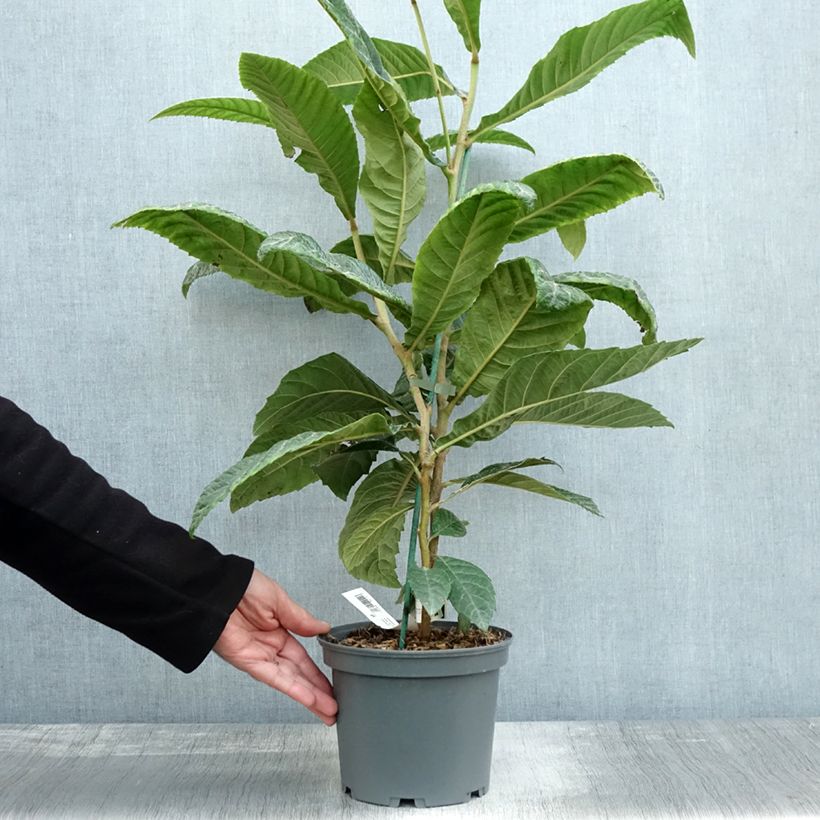 Amostra de Eriobotrya japonica Vaso de 3 L/4 L tal como entregue no outono