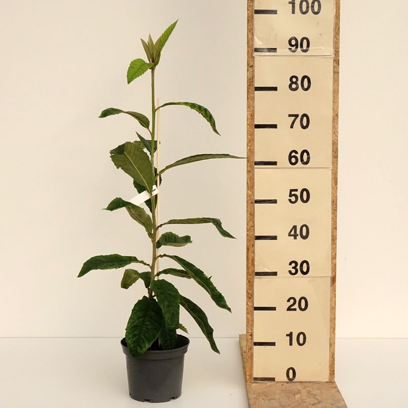 Amostra de Eriobotrya japonica Vaso de 3 L/4 L tal como entregue na primavera