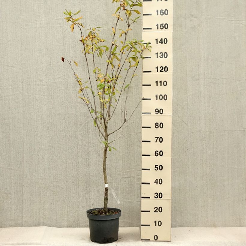 Amostra de Nespereira-europeia Vaso de 4 L/5 L tal como entregue no outono
