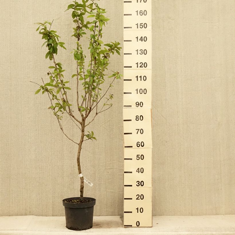 Amostra de Nespereira-europeia Vaso de 4 L/5 L tal como entregue no verão