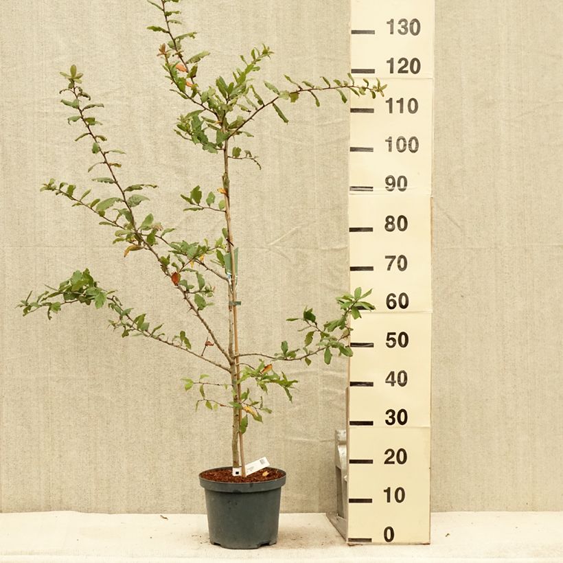 Amostra de Nespereira Westerveld - Mespilus germanica Vaso de 4 L/5 L tal como entregue no verão