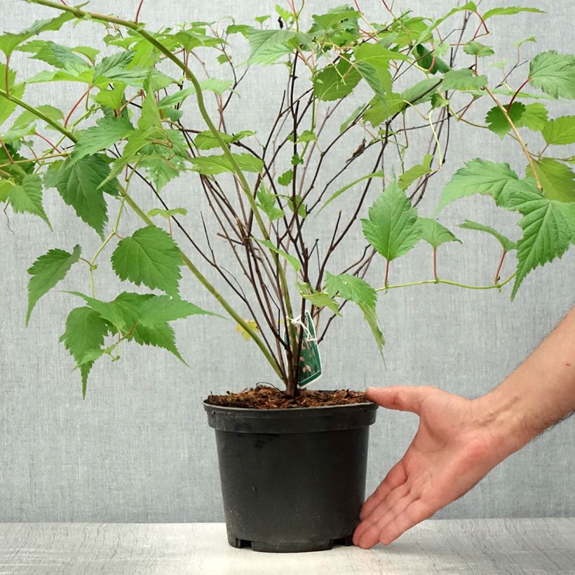 Amostra de Neillia affinis Vaso de 2 L/3 L tal como entregue no verão