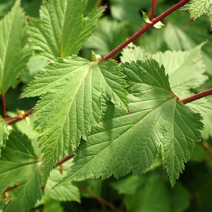 Neillia affinis (Folhagem)