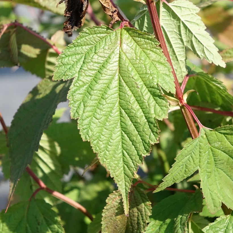 Neillia thibetica (Folhagem)