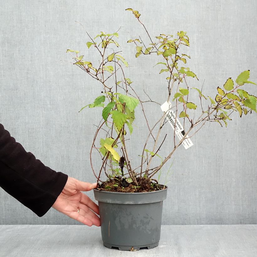 Amostra de Neillia thibetica Vaso de 3 L/4 L tal como entregue no outono