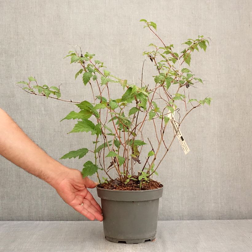 Amostra de Neillia thibetica - Fausse-spirée du Tibet Vaso de 3 L/4 L tal como entregue no verão