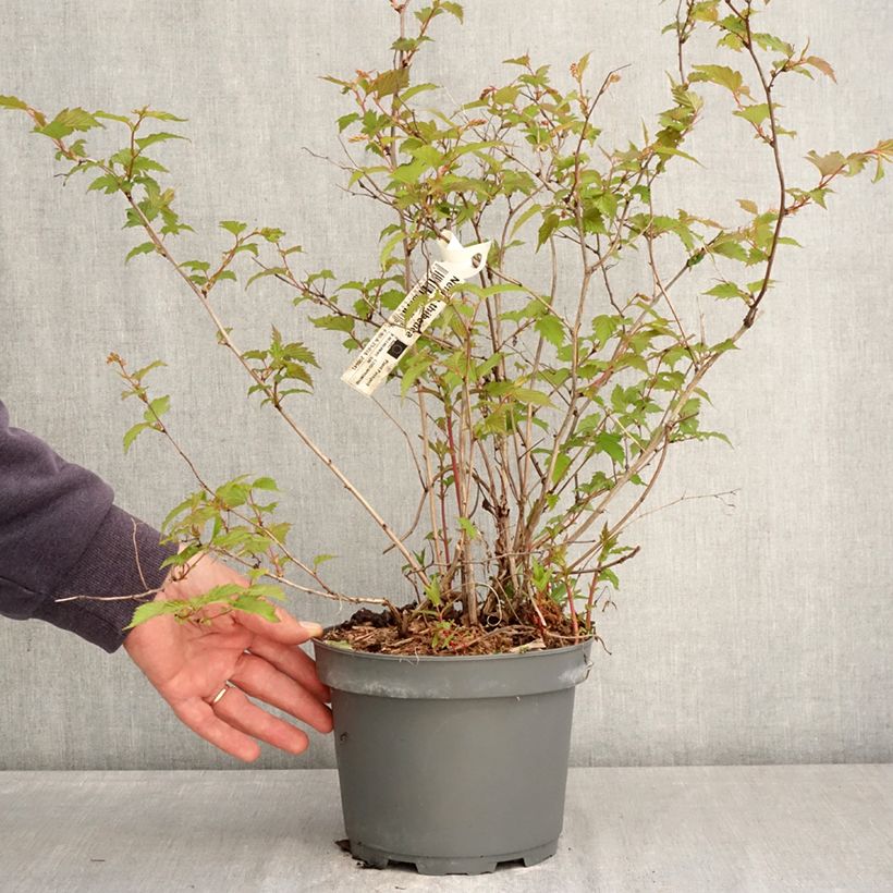 Amostra de Neillia thibetica Vaso de 3 L/4 L tal como entregue na primavera
