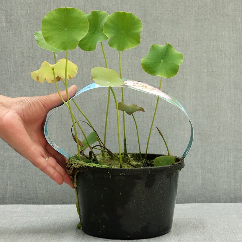 Amostra de <i>Nelumbo nucifera</i> rosa - Lótus-das-Índias rosa - vaso de 3 L/4 L tal como entregue no verão