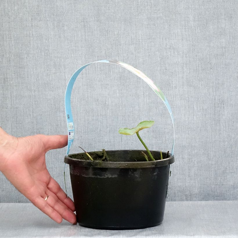 Amostra de Nelumbo nucifera rose - Lotus des Indes rose - pot de 3L/4L tal como entregue na primavera