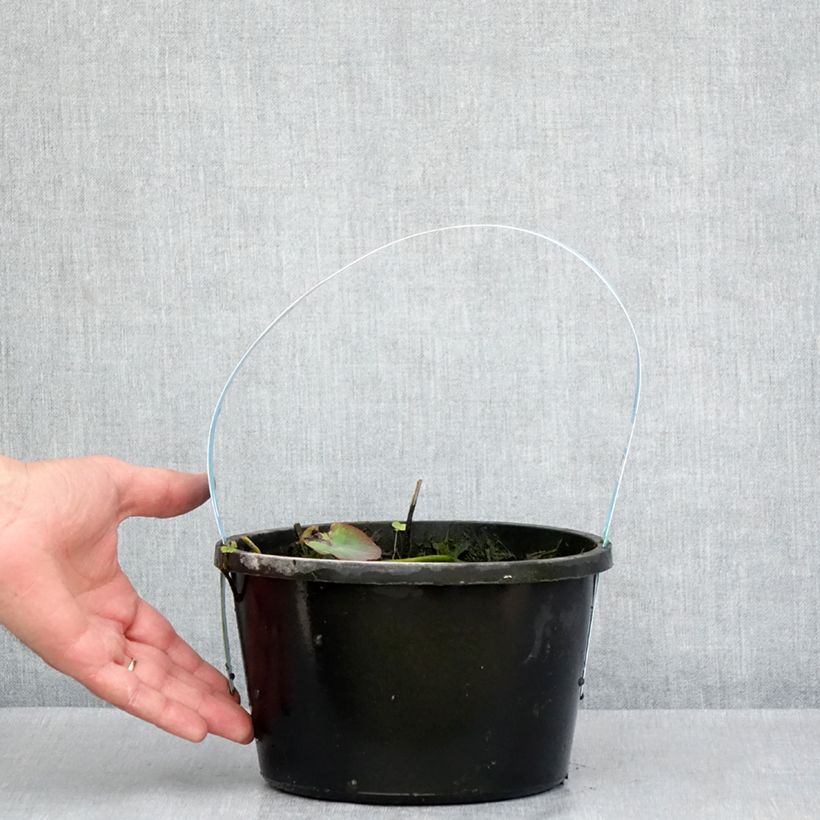 Amostra de Nelumbo nucifera rouge - Lotus des Indes Vaso de 3 L/4 L tal como entregue na primavera