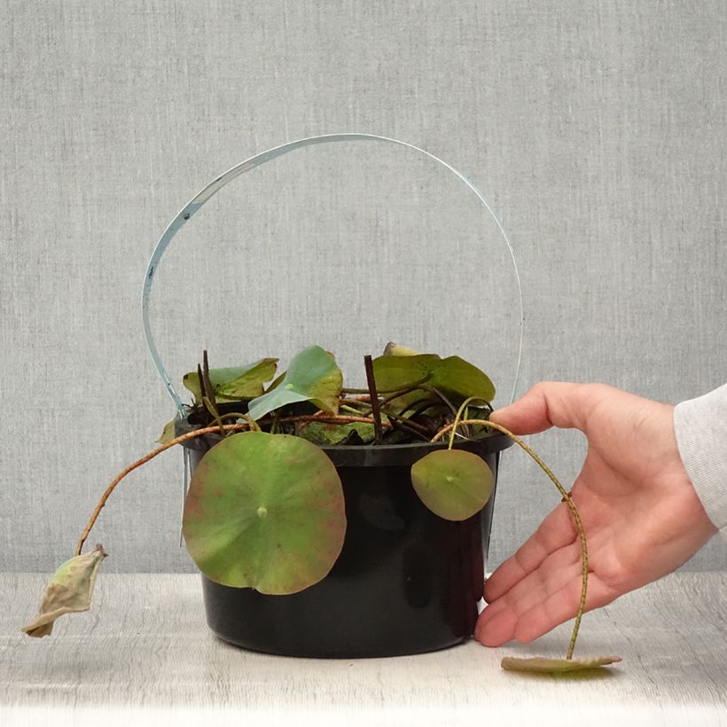 Amostra de Lótus Branco em sementes Vaso de 3 L/4 L tal como entregue no verão