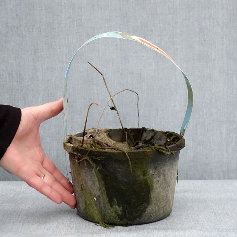 Amostra de Nelumbo nucifera White - Lotus des Indes blanc Pot de 3L/4L tal como entregue no inverno