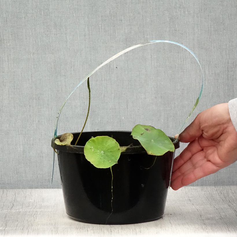 Amostra de Lótus Pygmaea Rosa Vaso de 3 L/4 L tal como entregue no verão