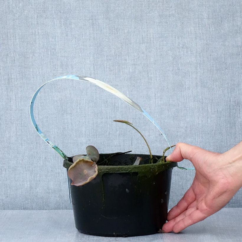 Amostra de Nelumbo Pygmaea White - Lotus nain blanc Pot de 3L/4L tal como entregue na primavera