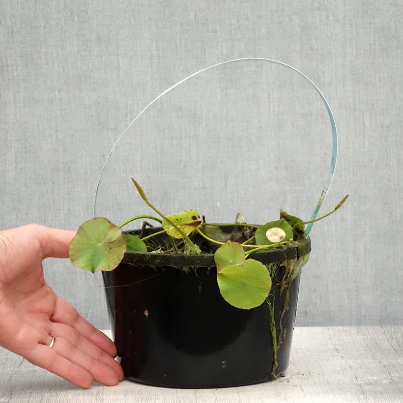 Amostra de Lótus Pygmaea Branco Vaso de 3 L/4 L tal como entregue no verão
