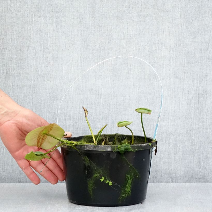 Amostra de Nelumbo Pygmaea Yellow - Lotus nain jaune Pot de 3L/4L tal como entregue na primavera