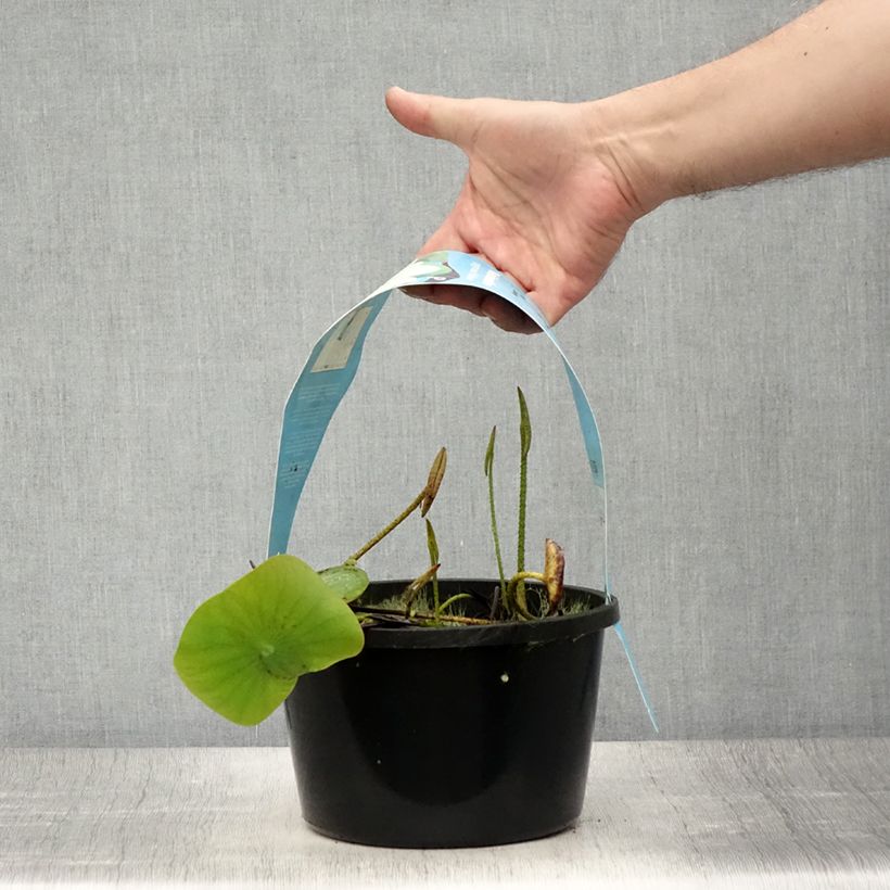 Amostra de Lótus Pygmaea Yellow Vaso de 3 L/4 L tal como entregue no verão