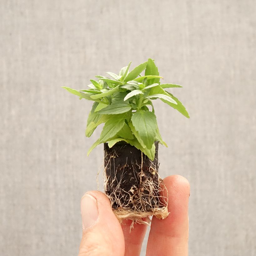 Amostra de Nemésia Aroma Banana Split Mini-torrão Ø 1,5/2,5 cm tal como entregue na primavera