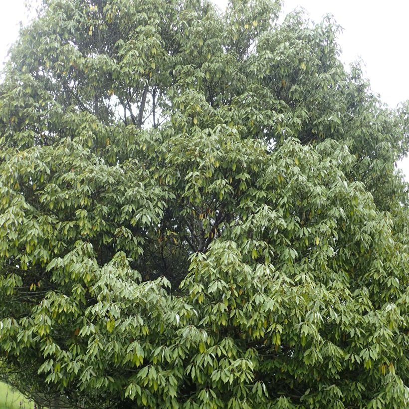 Neolitsea sericea (Hábito)