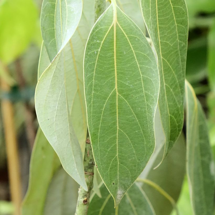 Neolitsea sericea (Folhagem)