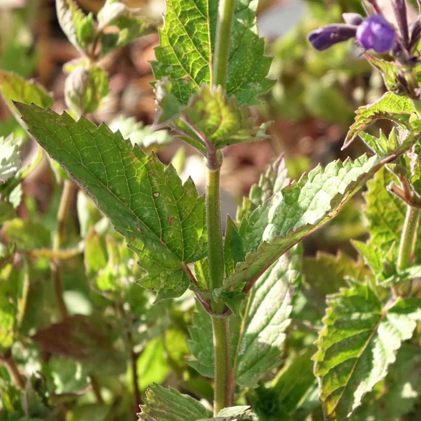 Nepeta Blue Dragon (Folhagem)