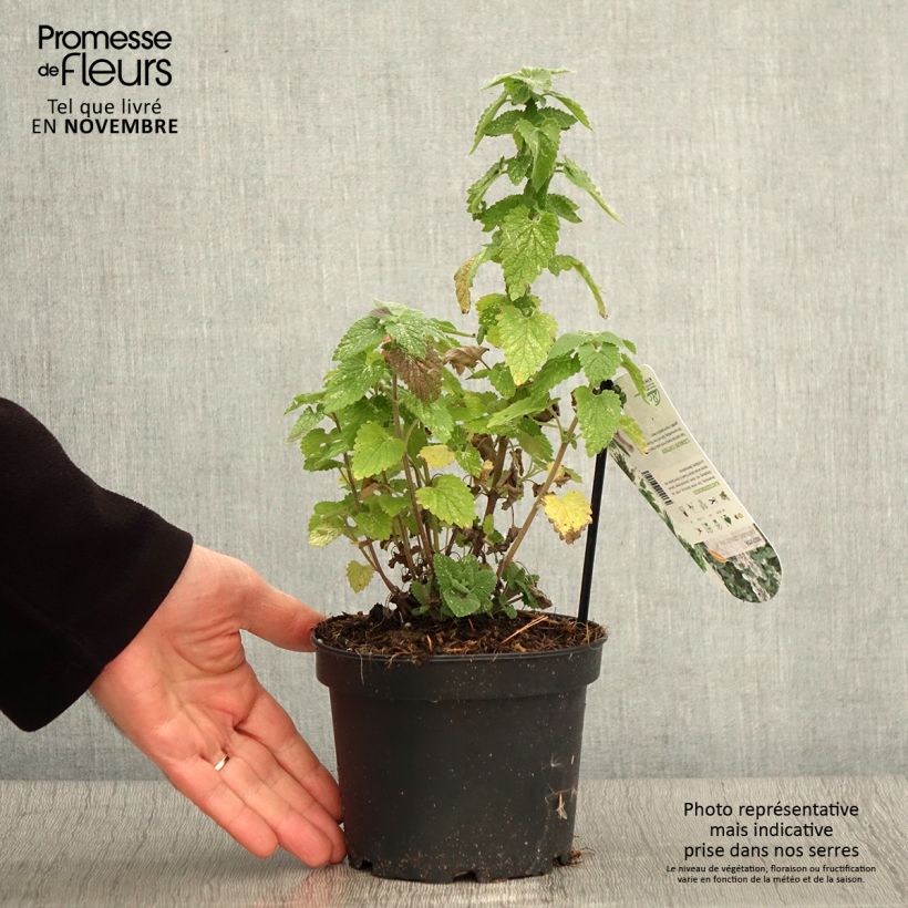 Amostra de Nepeta cataria Citriodora Vaso de 1,5 L/2 L tal como entregue no outono