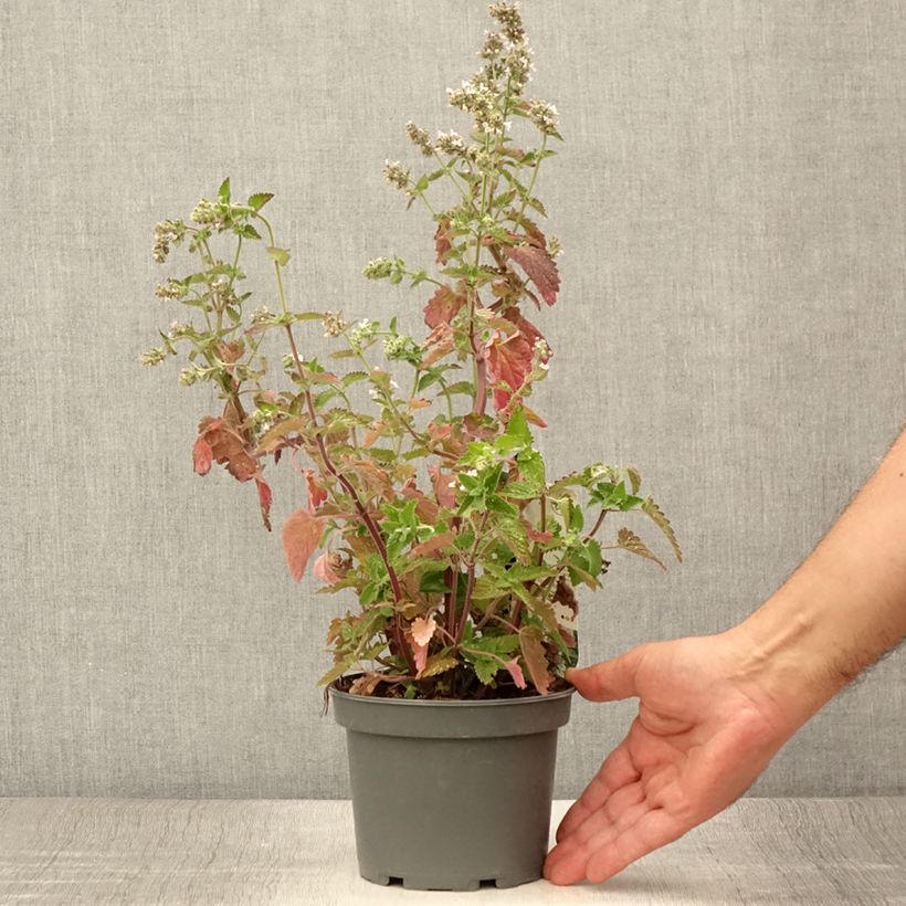 Amostra de Nepeta cataria Citriodora Vaso de 1,5 L/2 L tal como entregue no verão
