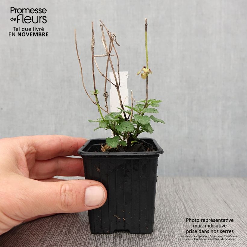 Amostra de Nepeta faassenii Cats Meow Vaso de 8/9 cm tal como entregue no outono