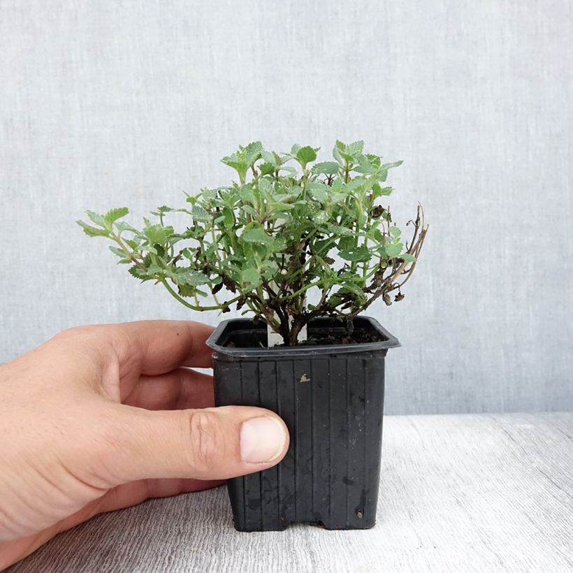Amostra de Nepeta faassenii Cats Meow Vaso de 8/9 cm tal como entregue no verão