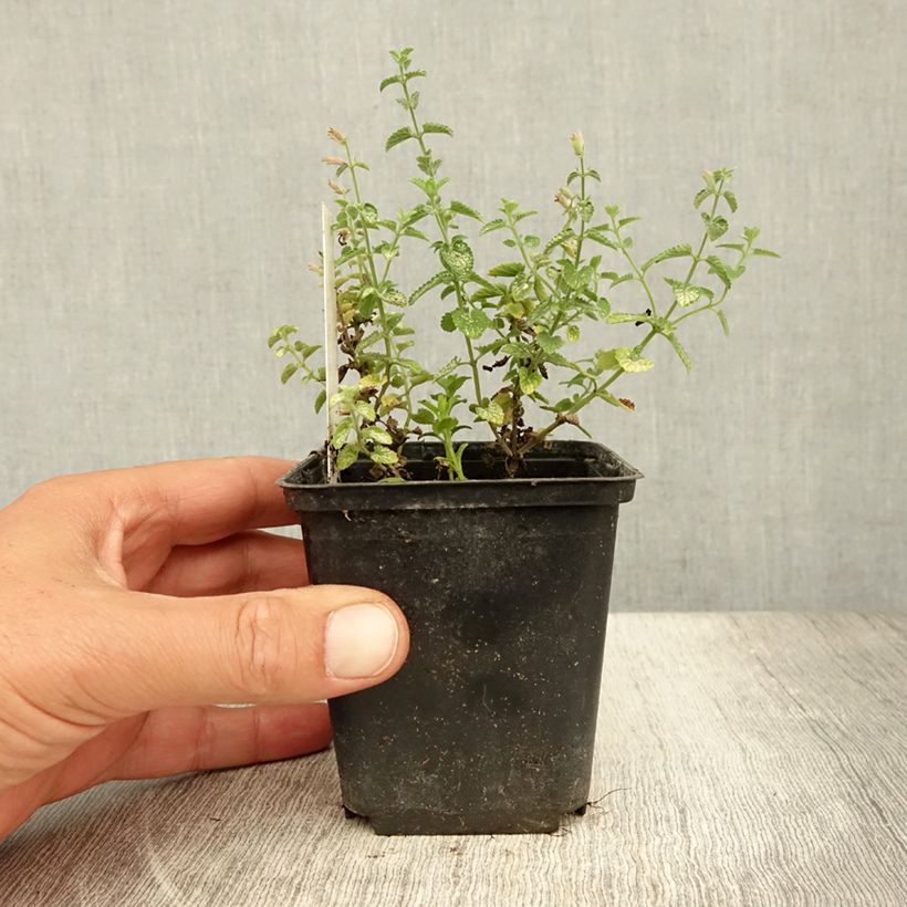 Amostra de Nepeta faassenii Cats Pajamas Vaso de 8/9 cm tal como entregue no verão