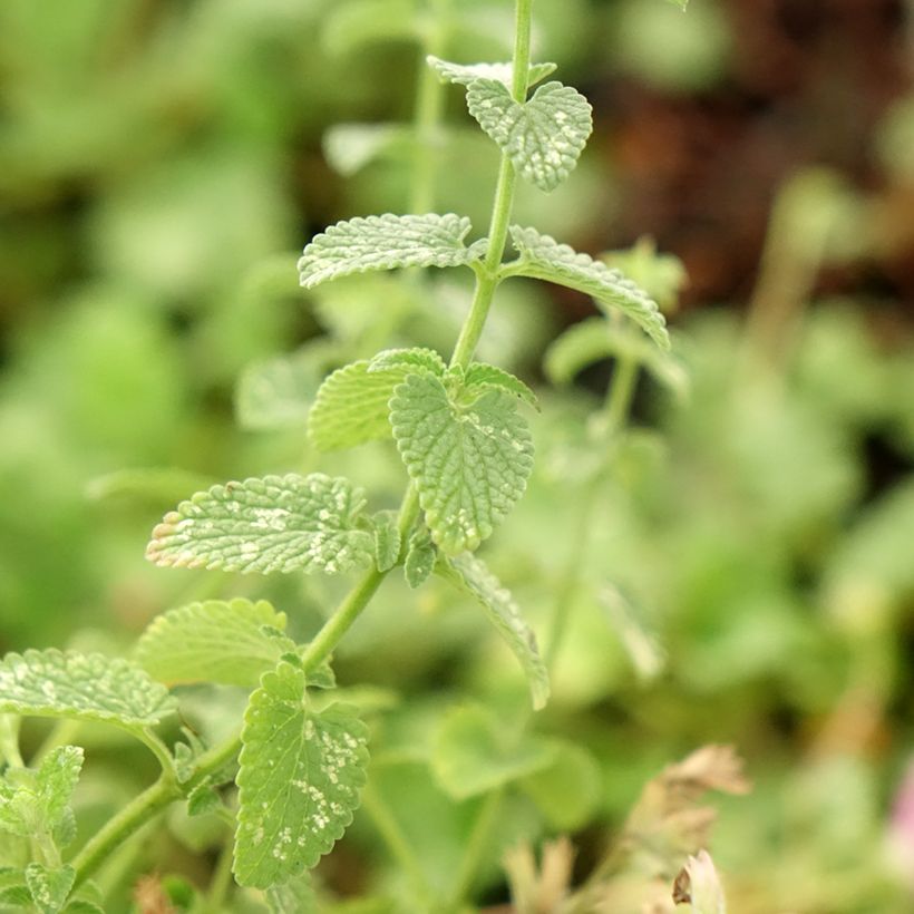 Nepeta faassenii Cats Pajamas (Folhagem)