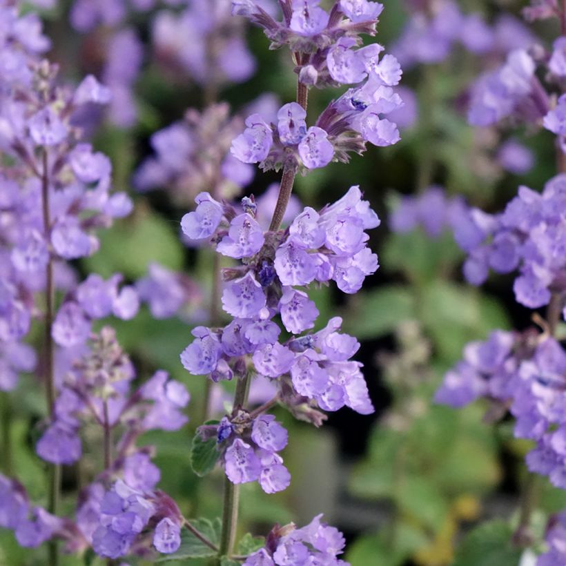Nepeta faassenii Cats Pajamas (Floração)