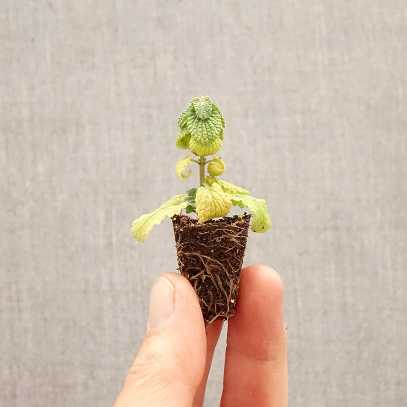 Amostra de Nepeta faassenii Cats Pajamas Mini-torrão Ø 3/4 cm tal como entregue na primavera