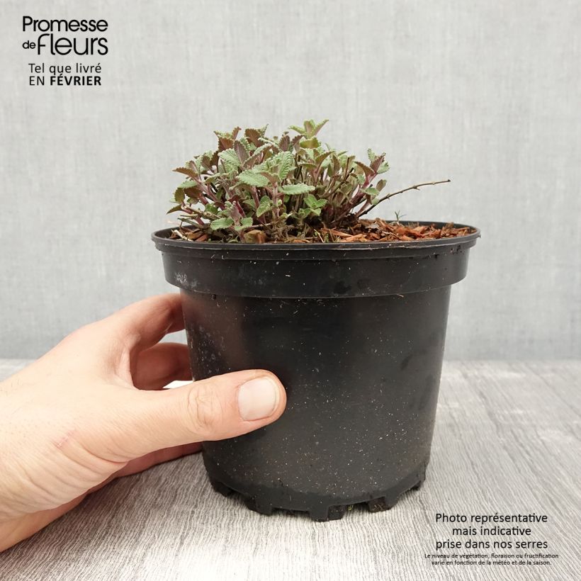 Amostra de Nepeta faassenii - Népéta hybride Vaso de 2 L/3 L tal como entregue no inverno