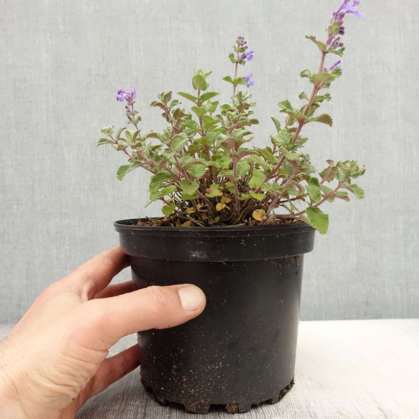 Amostra de Nepeta faassenii - Erva-dos-gatos Vaso de 2 L/3 L tal como entregue na primavera