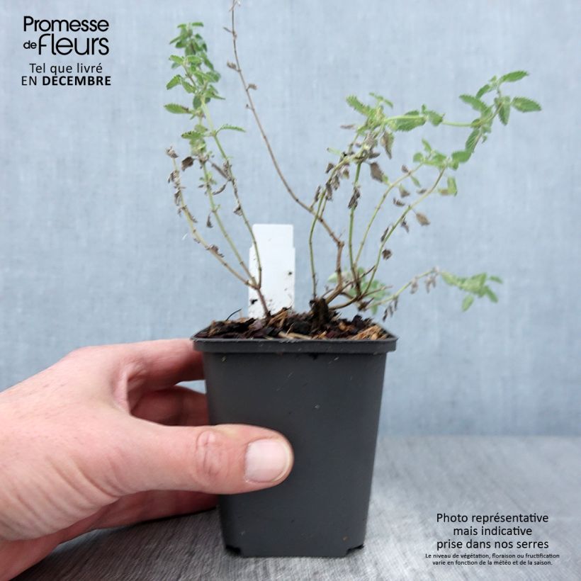 Amostra de Nepeta faassenii Six Hills Gold Vaso de 8/9 cm tal como entregue no outono