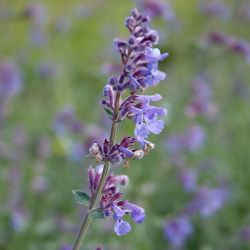 Nepeta faassenii Six Hills Giant (Floração)